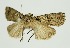  (Actebia sikkima - RMNH.INS.1296045)  @11 [ ] CreativeCommons Attribution Non-Commercial Share-Alike (2022) Unspecified Naturalis Biodiversity Center