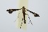  (Asiaephorus ganesha - RMNH.INS.1296833)  @11 [ ] CreativeCommons Attribution Non-Commercial Share-Alike (2022) Unspecified Naturalis Biodiversity Center