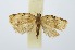  (Meridemis bathymorpha - RMNH.INS.1296848)  @11 [ ] CreativeCommons Attribution Non-Commercial Share-Alike (2022) Unspecified Naturalis Biodiversity Center