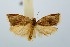  (Clepsis humana - RMNH.INS.1296858)  @11 [ ] CreativeCommons Attribution Non-Commercial Share-Alike (2022) Unspecified Naturalis Biodiversity Center