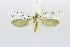  (Yponomeuta numerosa - RMNH.INS.1296886)  @11 [ ] CreativeCommons Attribution Non-Commercial Share-Alike (2022) Unspecified Naturalis Biodiversity Center