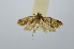  (Lumaria phuntshona - RMNH.INS.1296907)  @11 [ ] CreativeCommons Attribution Non-Commercial Share-Alike (2022) Unspecified Naturalis Biodiversity Center