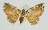  (Zurobata reticulata - RMNH.INS.1296918)  @11 [ ] CreativeCommons Attribution Non-Commercial Share-Alike (2022) Unspecified Naturalis Biodiversity Center