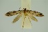  (Nemapogon asyntacta - RMNH.INS.1296936)  @11 [ ] CreativeCommons Attribution Non-Commercial Share-Alike (2022) Unspecified Naturalis Biodiversity Center