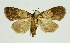  ( - RMNH.INS.1296942)  @11 [ ] CreativeCommons Attribution Non-Commercial Share-Alike (2022) Unspecified Naturalis Biodiversity Center