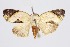  ( - RMNH.INS.1296963)  @11 [ ] CreativeCommons Attribution Non-Commercial Share-Alike (2022) Unspecified Naturalis Biodiversity Center