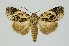  ( - RMNH.INS.1296975)  @11 [ ] CreativeCommons Attribution Non-Commercial Share-Alike (2022) Unspecified Naturalis Biodiversity Center