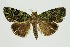  (Labanda viridaloides - RMNH.INS.1296999)  @11 [ ] CreativeCommons Attribution Non-Commercial Share-Alike (2022) Unspecified Naturalis Biodiversity Center