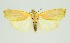  (Earias roseifera - RMNH.INS.1297001)  @11 [ ] CreativeCommons Attribution Non-Commercial Share-Alike (2022) Unspecified Naturalis Biodiversity Center