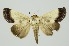  ( - RMNH.INS.1297004)  @11 [ ] CreativeCommons Attribution Non-Commercial Share-Alike (2022) Unspecified Naturalis Biodiversity Center