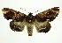  ( - RMNH.INS.1297214)  @11 [ ] CreativeCommons Attribution Non-Commercial Share-Alike (2022) Unspecified Naturalis Biodiversity Center