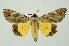  (Catocala macula - RMNH.INS.1297219)  @11 [ ] CreativeCommons Attribution Non-Commercial Share-Alike (2022) Unspecified Naturalis Biodiversity Center