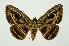  (Spirama indenta - RMNH.INS.1297225)  @11 [ ] CreativeCommons Attribution Non-Commercial Share-Alike (2022) Unspecified Naturalis Biodiversity Center