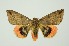  ( - RMNH.INS.1297227)  @11 [ ] CreativeCommons Attribution Non-Commercial Share-Alike (2022) Unspecified Naturalis Biodiversity Center