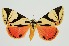  ( - RMNH.INS.1297229)  @11 [ ] CreativeCommons Attribution Non-Commercial Share-Alike (2022) Unspecified Naturalis Biodiversity Center