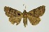  (Avatha noctuoides - RMNH.INS.1297230)  @11 [ ] CreativeCommons Attribution Non-Commercial Share-Alike (2022) Unspecified Naturalis Biodiversity Center