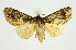  (Batracharta irrorata - RMNH.INS.1297233)  @11 [ ] CreativeCommons Attribution Non-Commercial Share-Alike (2022) Unspecified Naturalis Biodiversity Center