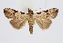  (Chorsia costimacula - RMNH.INS.1297235)  @11 [ ] CreativeCommons Attribution Non-Commercial Share-Alike (2022) Unspecified Naturalis Biodiversity Center