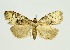 (Chorsia mollicula - RMNH.INS.1297236)  @11 [ ] CreativeCommons Attribution Non-Commercial Share-Alike (2022) Unspecified Naturalis Biodiversity Center