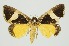  (Fodina contigua - RMNH.INS.1297245)  @11 [ ] CreativeCommons Attribution Non-Commercial Share-Alike (2022) Unspecified Naturalis Biodiversity Center