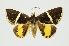  (Fodina pallula - RMNH.INS.1297246)  @11 [ ] CreativeCommons Attribution Non-Commercial Share-Alike (2022) Unspecified Naturalis Biodiversity Center