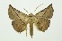  ( - RMNH.INS.1297247)  @11 [ ] CreativeCommons Attribution Non-Commercial Share-Alike (2022) Unspecified Naturalis Biodiversity Center