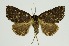  (Hypersypnoides umbrosa - RMNH.INS.1297248)  @11 [ ] CreativeCommons Attribution Non-Commercial Share-Alike (2022) Unspecified Naturalis Biodiversity Center