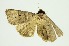  (Lygephila dorsigera - RMNH.INS.1297250)  @11 [ ] CreativeCommons Attribution Non-Commercial Share-Alike (2022) Unspecified Naturalis Biodiversity Center