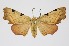  ( - RMNH.INS.1297321)  @11 [ ] CreativeCommons Attribution Non-Commercial Share-Alike (2022) Unspecified Naturalis Biodiversity Center