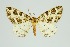  ( - RMNH.INS.1297325)  @11 [ ] CreativeCommons Attribution Non-Commercial Share-Alike (2022) Unspecified Naturalis Biodiversity Center