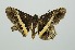  ( - RMNH.INS.1297332)  @11 [ ] CreativeCommons Attribution Non-Commercial Share-Alike (2022) Unspecified Naturalis Biodiversity Center