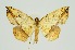  (Entomopteryx obliquilinea - RMNH.INS.1297335)  @11 [ ] CreativeCommons Attribution Non-Commercial Share-Alike (2022) Unspecified Naturalis Biodiversity Center