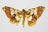  ( - RMNH.INS.1297339)  @11 [ ] CreativeCommons Attribution Non-Commercial Share-Alike (2022) Unspecified Naturalis Biodiversity Center