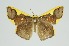  ( - RMNH.INS.1297353)  @11 [ ] CreativeCommons Attribution Non-Commercial Share-Alike (2022) Unspecified Naturalis Biodiversity Center