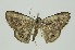  ( - RMNH.INS.1297357)  @11 [ ] CreativeCommons Attribution Non-Commercial Share-Alike (2022) Unspecified Naturalis Biodiversity Center