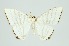  (Micronidia simpliciata - RMNH.INS.1297375)  @11 [ ] CreativeCommons Attribution Non-Commercial Share-Alike (2022) Unspecified Naturalis Biodiversity Center