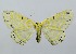  ( - RMNH.INS.1297395)  @11 [ ] CreativeCommons Attribution Non-Commercial Share-Alike (2022) Unspecified Naturalis Biodiversity Center