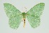  ( - RMNH.INS.1297411)  @11 [ ] CreativeCommons Attribution Non-Commercial Share-Alike (2022) Unspecified Naturalis Biodiversity Center