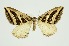  (Scotopteryx duplicata - RMNH.INS.1297449)  @11 [ ] CreativeCommons Attribution Non-Commercial Share-Alike (2022) Unspecified Naturalis Biodiversity Center