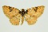  ( - RMNH.INS.1297452)  @11 [ ] CreativeCommons Attribution Non-Commercial Share-Alike (2022) Unspecified Naturalis Biodiversity Center