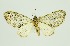  ( - RMNH.INS.1297455)  @11 [ ] CreativeCommons Attribution Non-Commercial Share-Alike (2022) Unspecified Naturalis Biodiversity Center