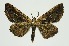 ( - RMNH.INS.1297487)  @11 [ ] CreativeCommons Attribution Non-Commercial Share-Alike (2022) Unspecified Naturalis Biodiversity Center