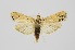  ( - RMNH.INS.1297518)  @11 [ ] CreativeCommons Attribution Non-Commercial Share-Alike (2022) Unspecified Naturalis Biodiversity Center