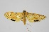  (Eoophyla peribocalis - RMNH.INS.1297521)  @11 [ ] CreativeCommons Attribution Non-Commercial Share-Alike (2022) Unspecified Naturalis Biodiversity Center