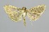  ( - RMNH.INS.1297528)  @11 [ ] CreativeCommons Attribution Non-Commercial Share-Alike (2022) Unspecified Naturalis Biodiversity Center