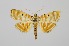  ( - RMNH.INS.1297532)  @11 [ ] CreativeCommons Attribution Non-Commercial Share-Alike (2022) Unspecified Naturalis Biodiversity Center