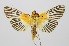  ( - RMNH.INS.1297561)  @11 [ ] CreativeCommons Attribution Non-Commercial Share-Alike (2022) Unspecified Naturalis Biodiversity Center