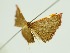  (Corgatha costipicta - RMNH.INS.1297589)  @11 [ ] CreativeCommons Attribution Non-Commercial Share-Alike (2022) Unspecified Naturalis Biodiversity Center