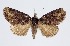  (Cymatophoropsis sinuata - RMNH.INS.1297599)  @11 [ ] CreativeCommons Attribution Non-Commercial Share-Alike (2022) Unspecified Naturalis Biodiversity Center