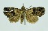  (Stenoloba rectilinea - RMNH.INS.1297615)  @11 [ ] CreativeCommons Attribution Non-Commercial Share-Alike (2022) Unspecified Naturalis Biodiversity Center